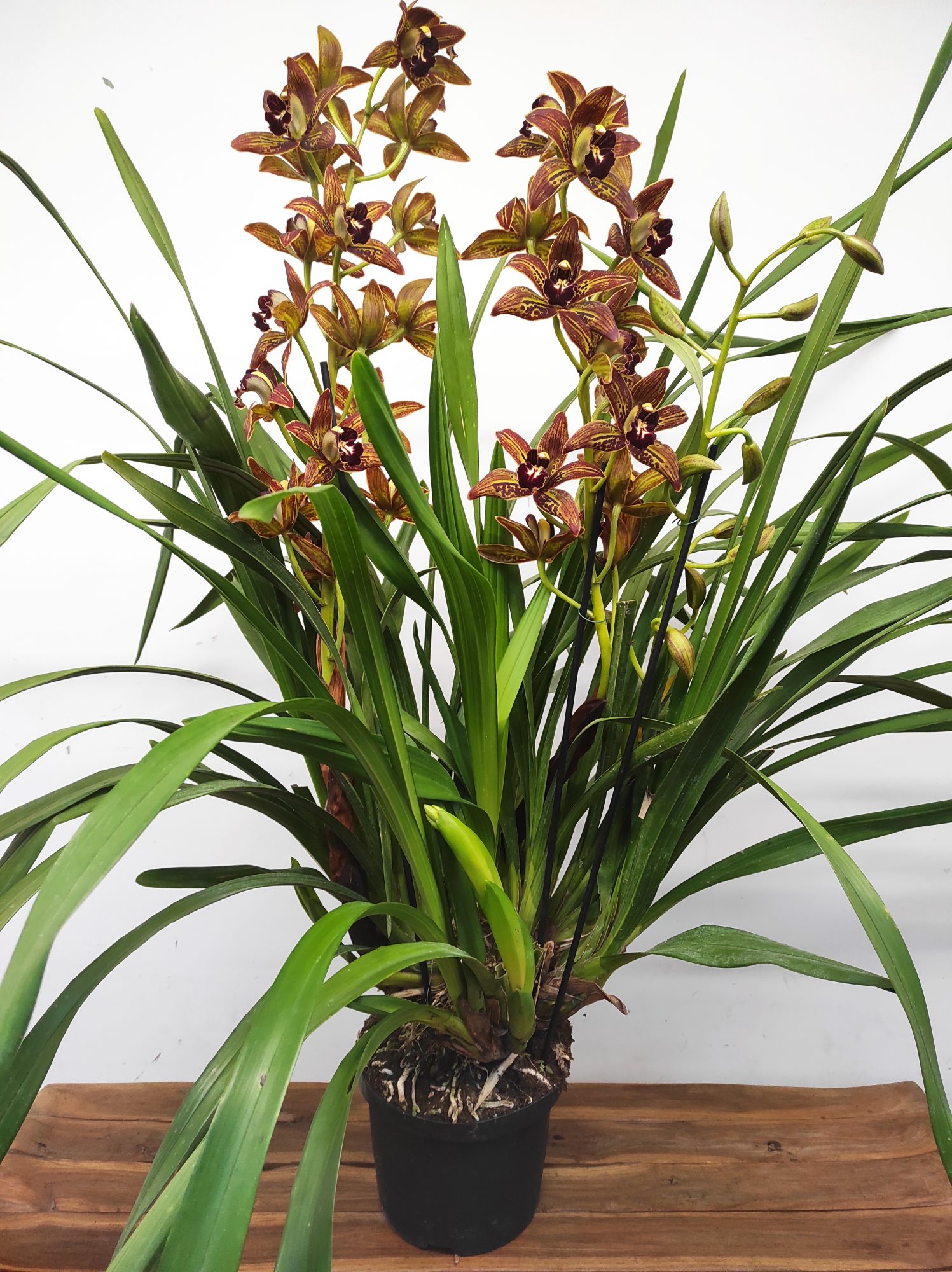 Cymbidium Especial - Image 3
