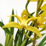 Cymbidium Especial