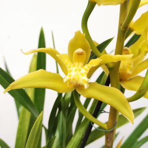 Cymbidium Especial