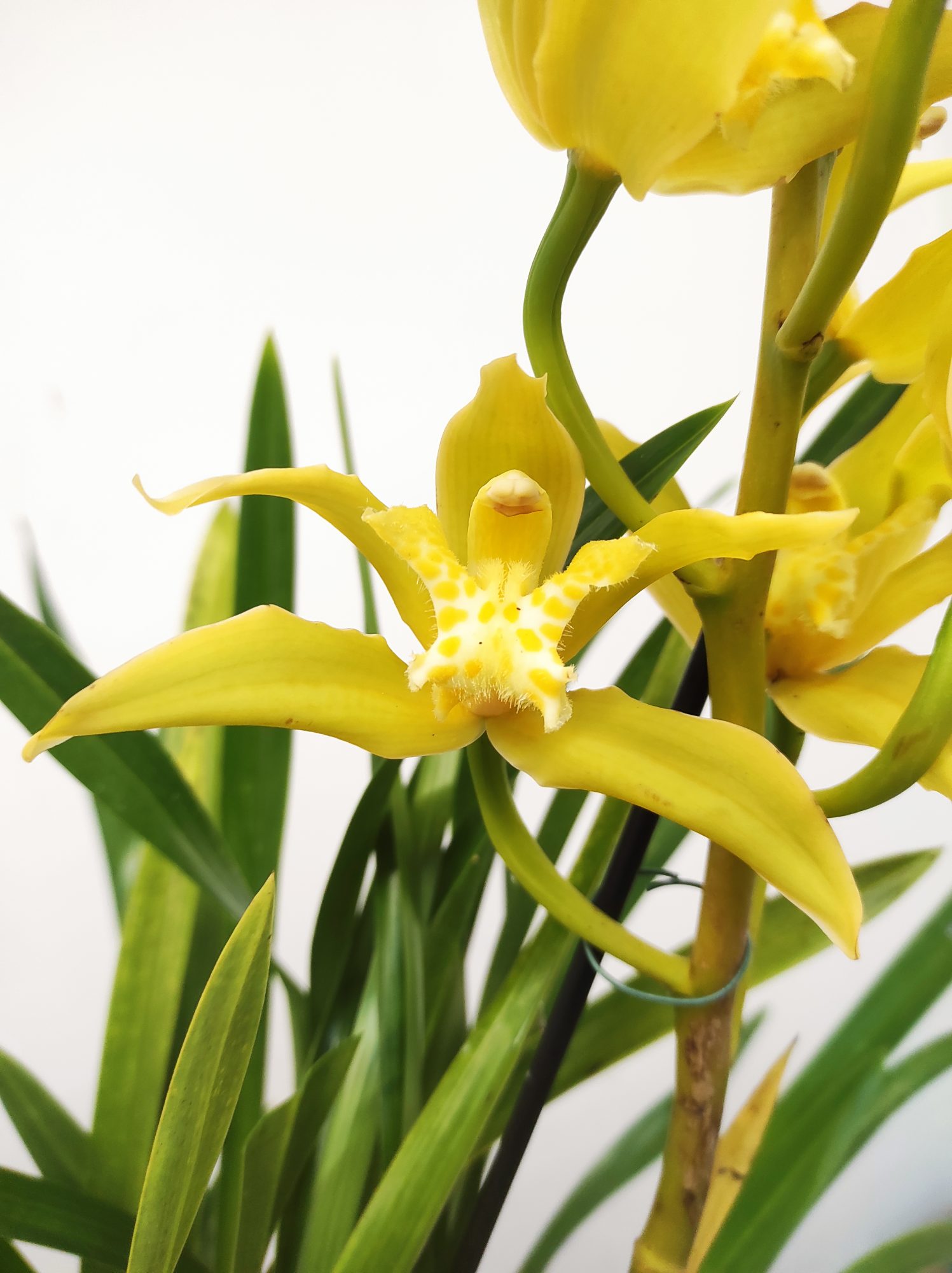Cymbidium Especial
