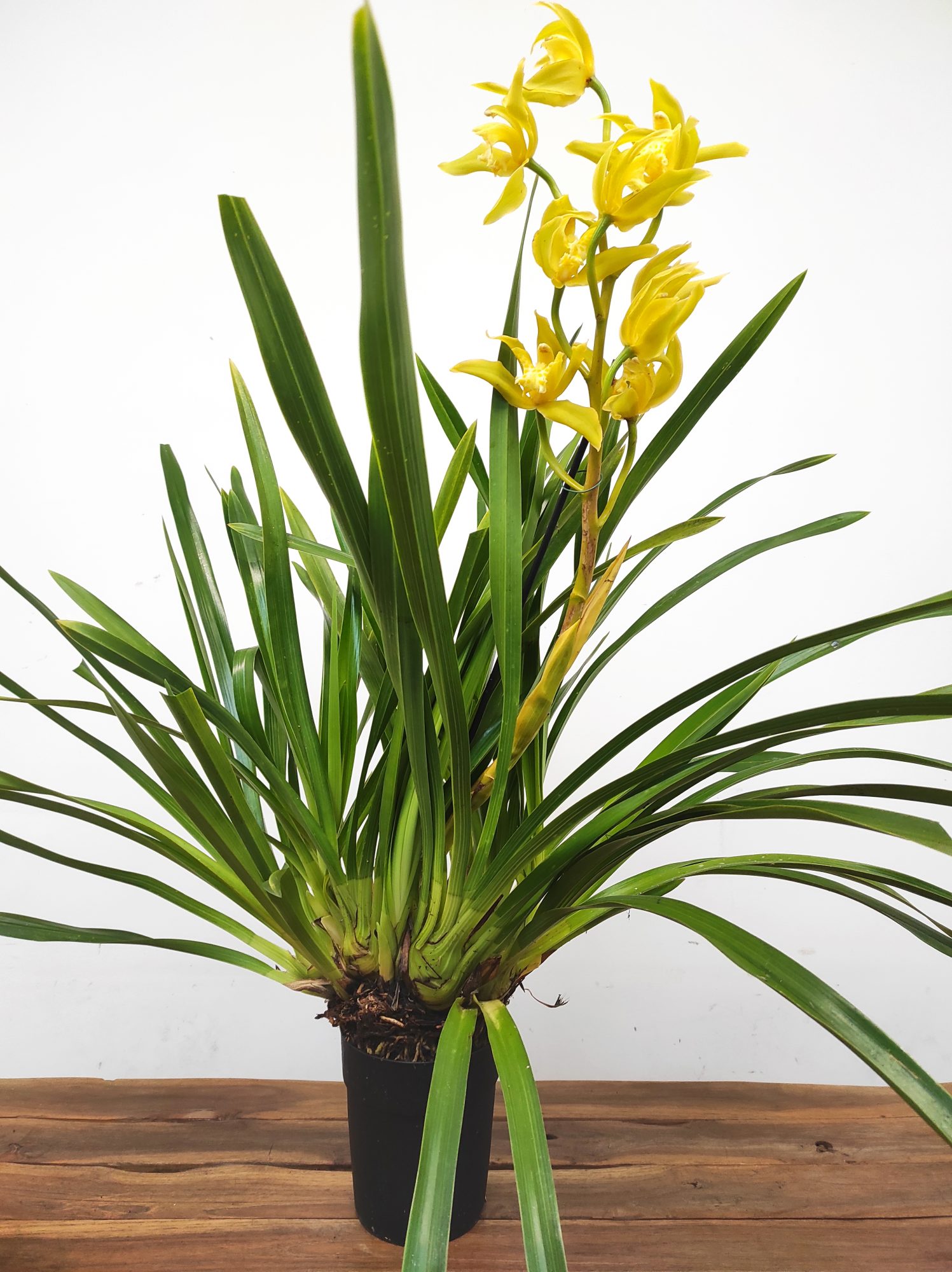 Cymbidium Especial - Image 2