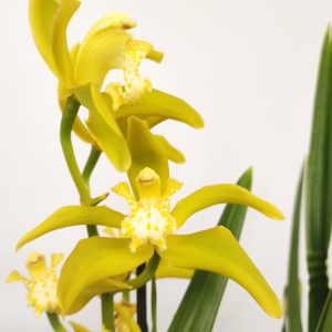 Cymbidium Especial