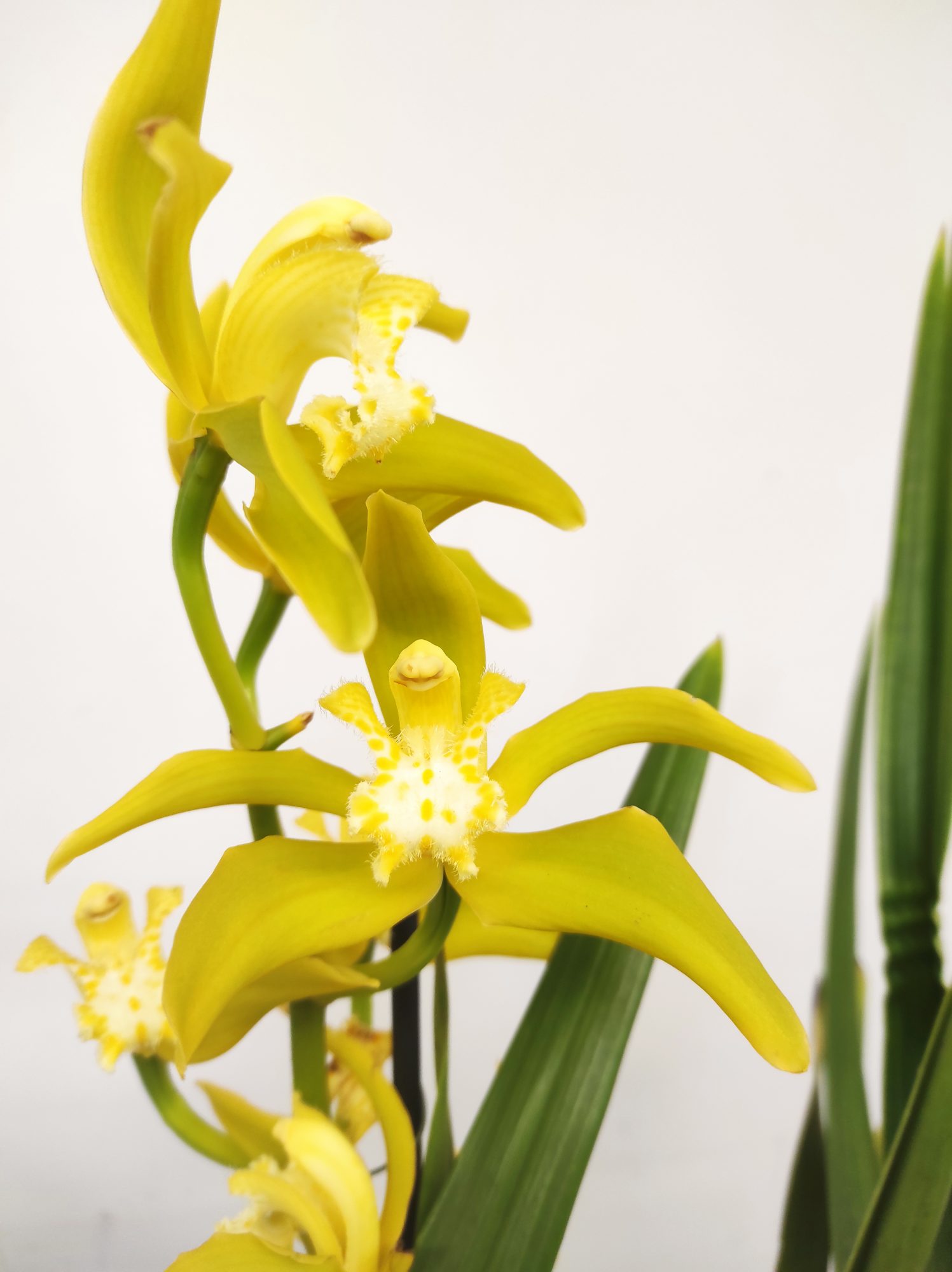 Cymbidium Especial