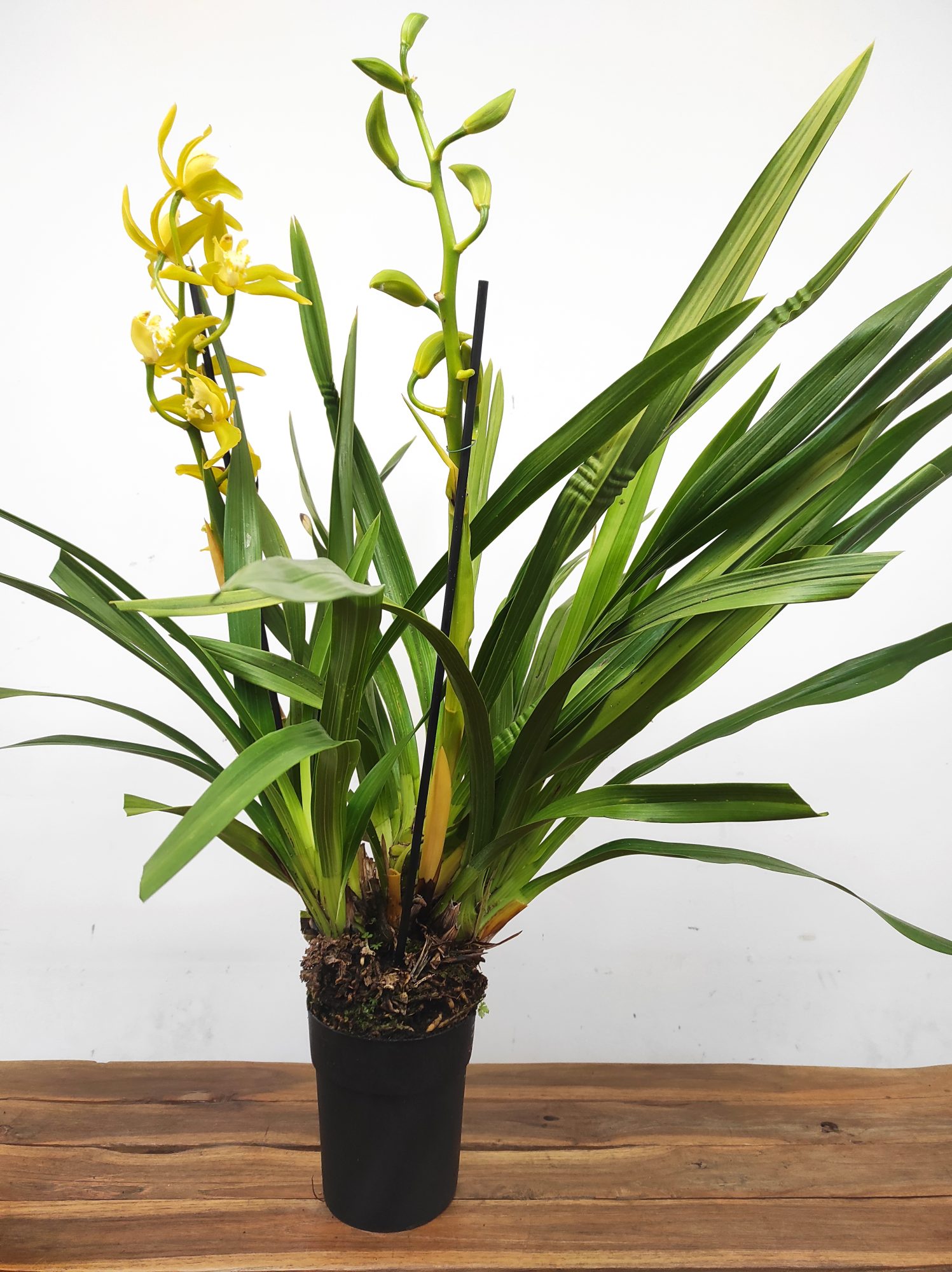 Cymbidium Especial - Image 2