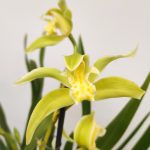 Cymbidium Especial
