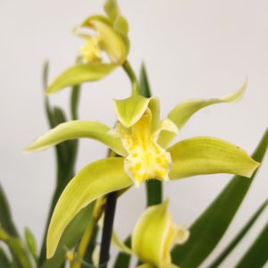 Cymbidium Especial