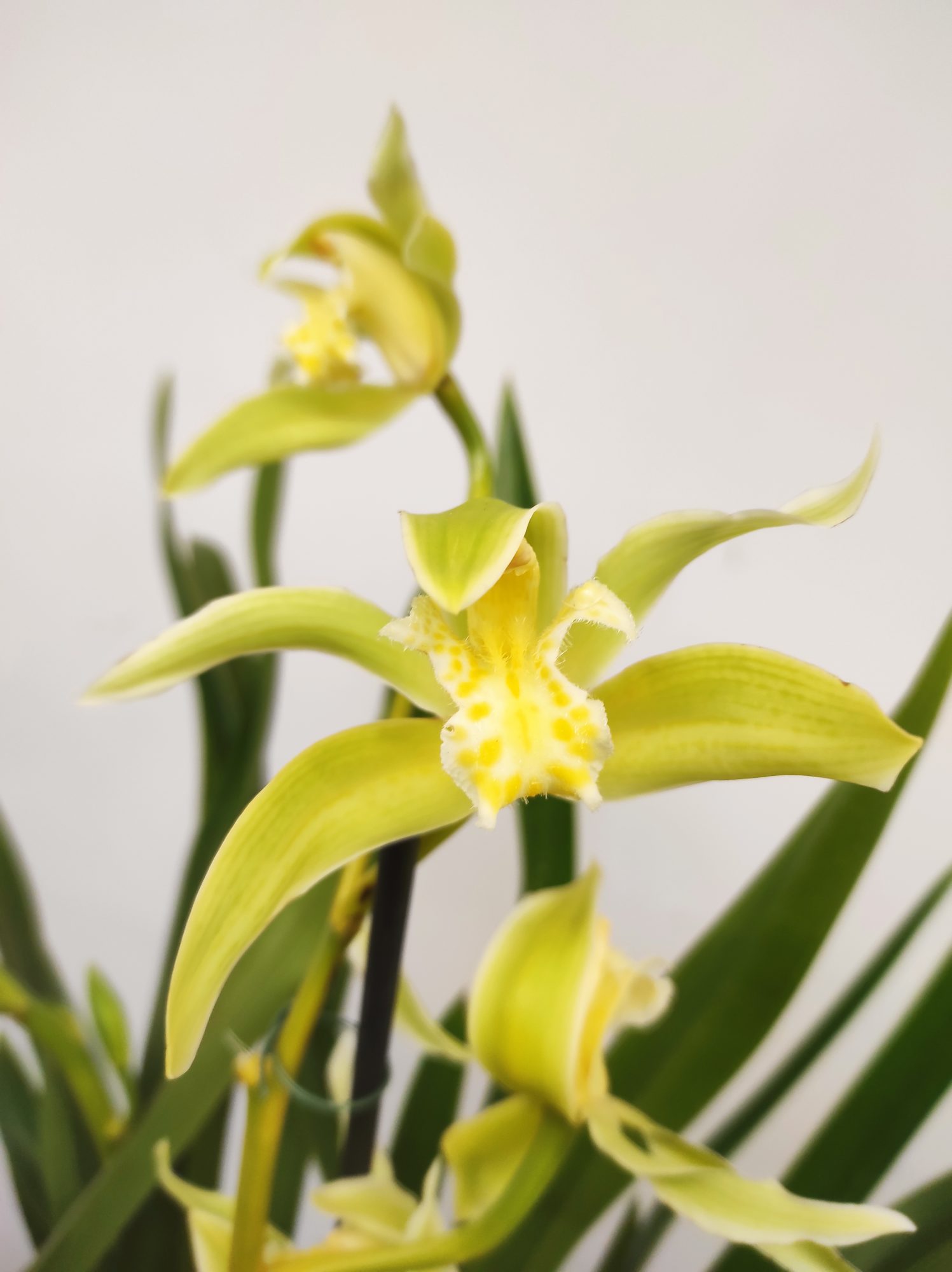 Cymbidium Especial