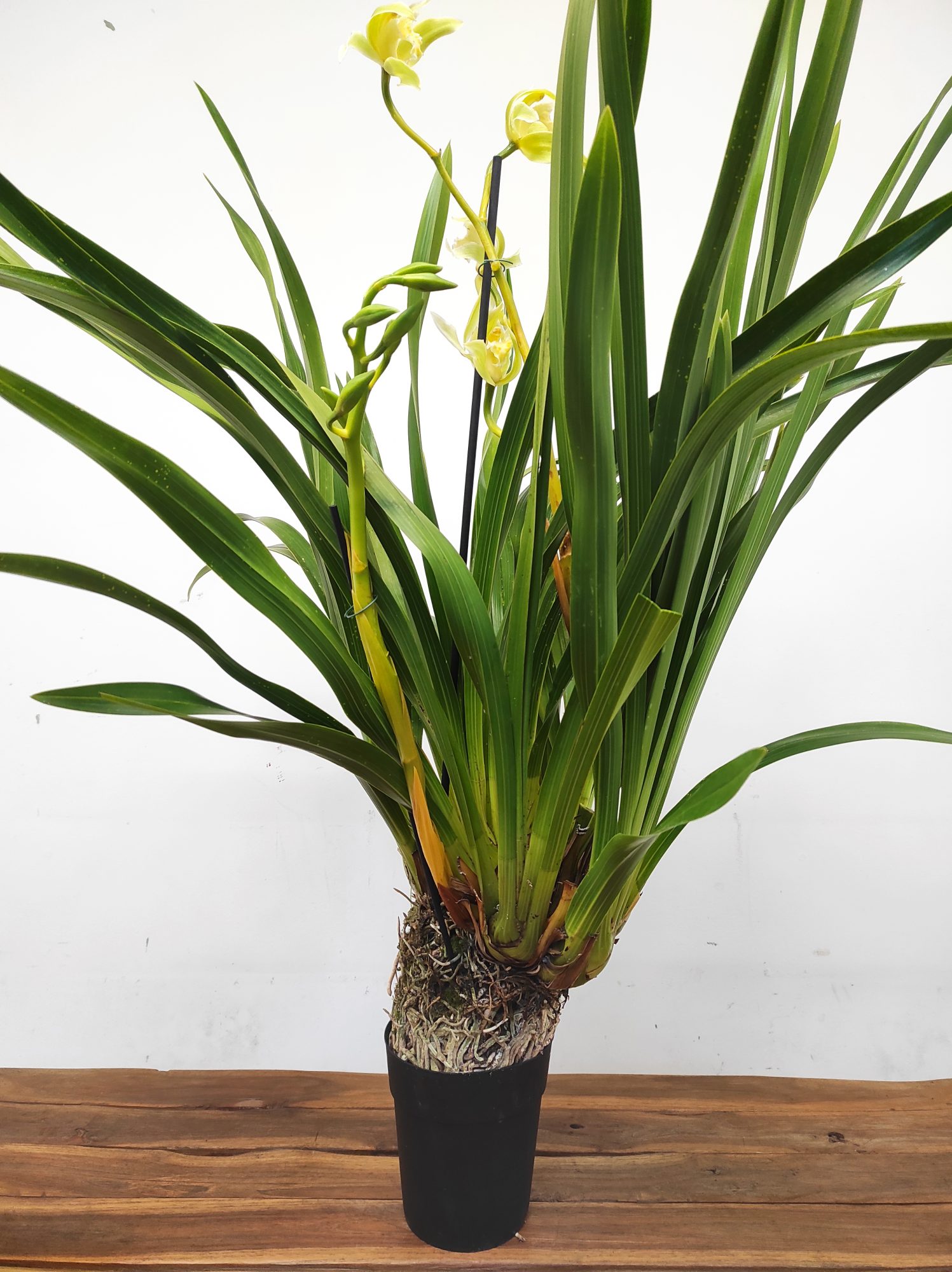 Cymbidium Especial - Image 2