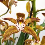 Cymbidium Especial