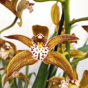 Cymbidium Especial