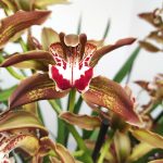 Cymbidium Especial
