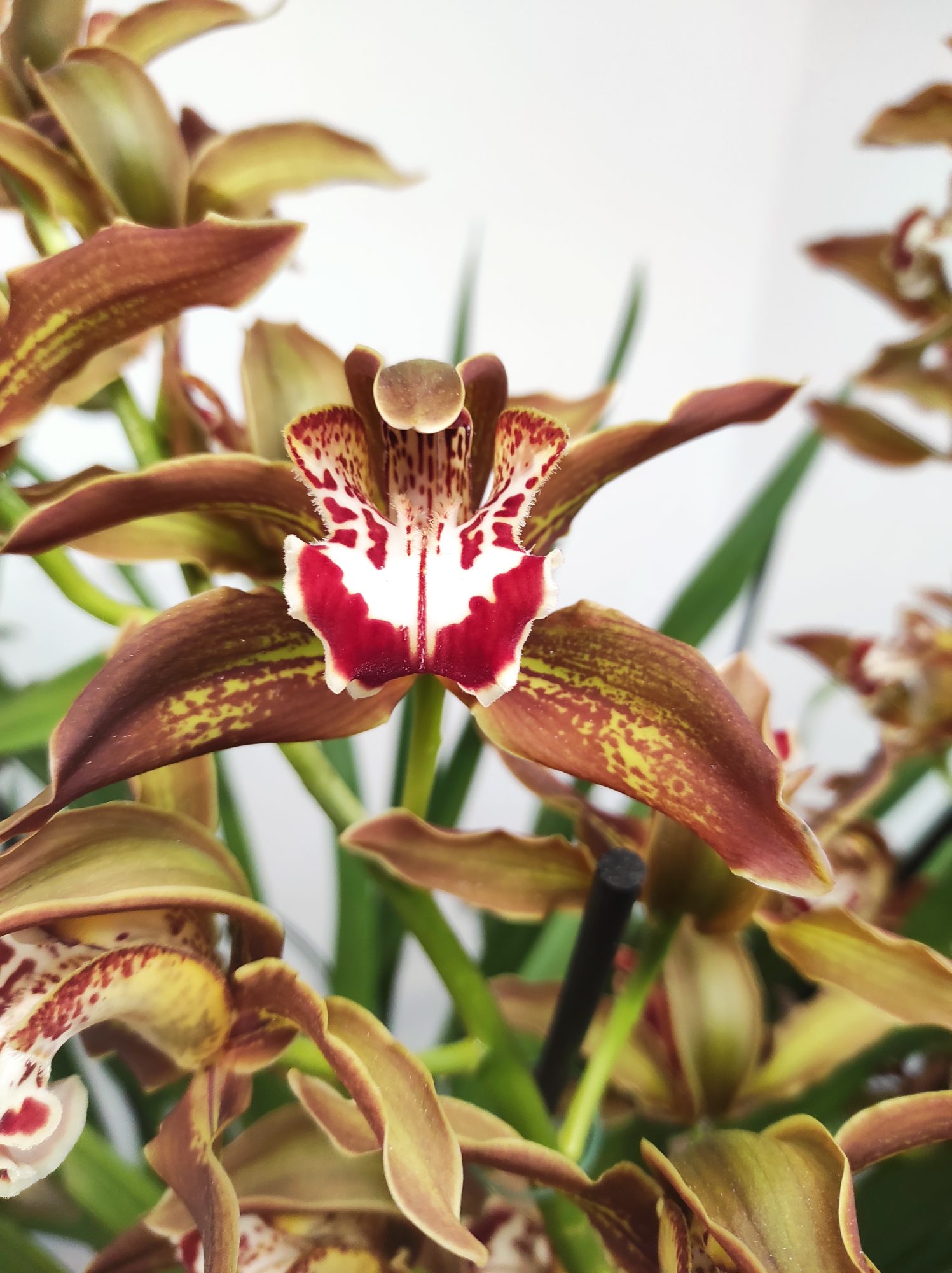 Cymbidium Especial