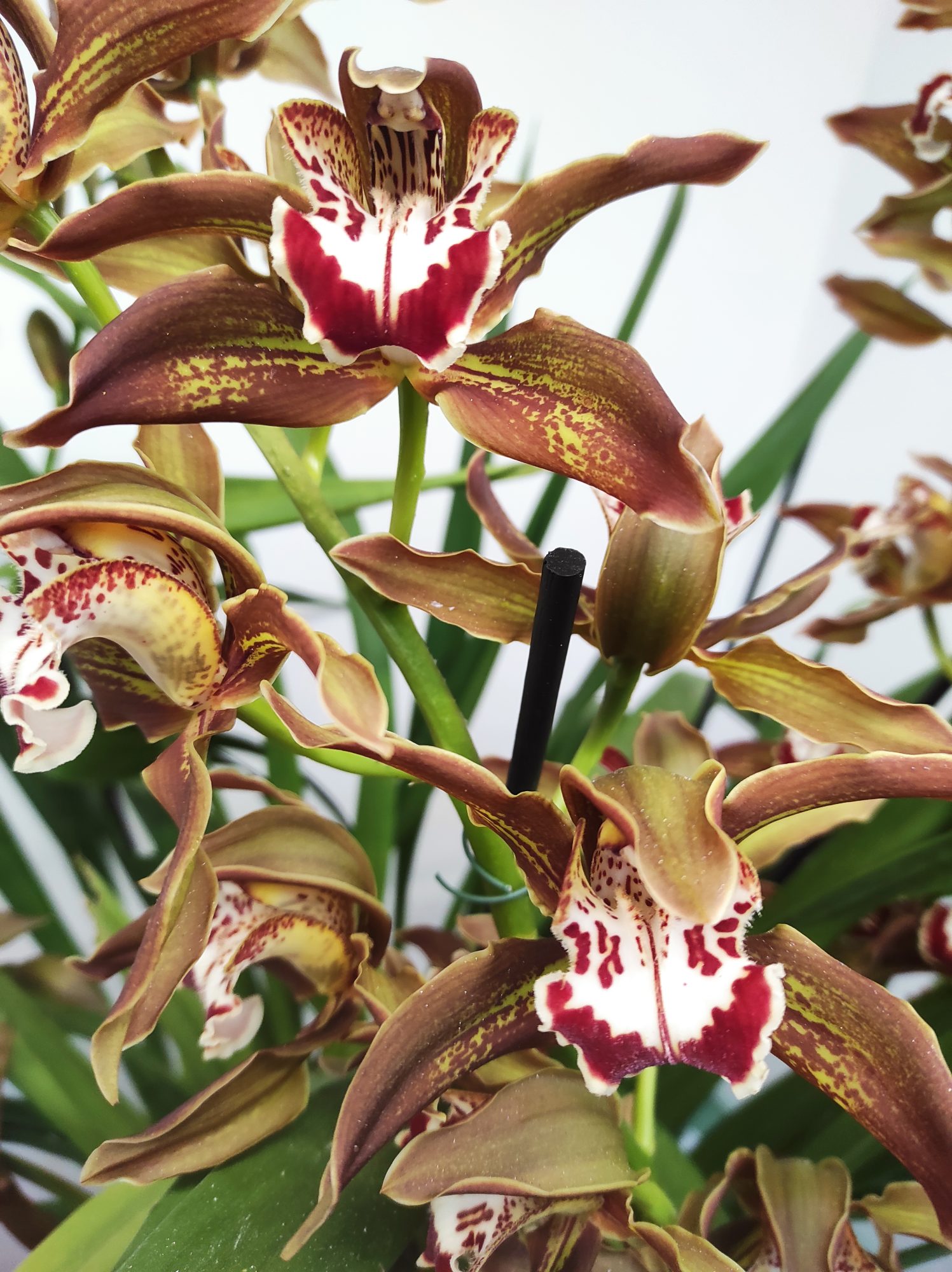 Cymbidium Especial - Image 3