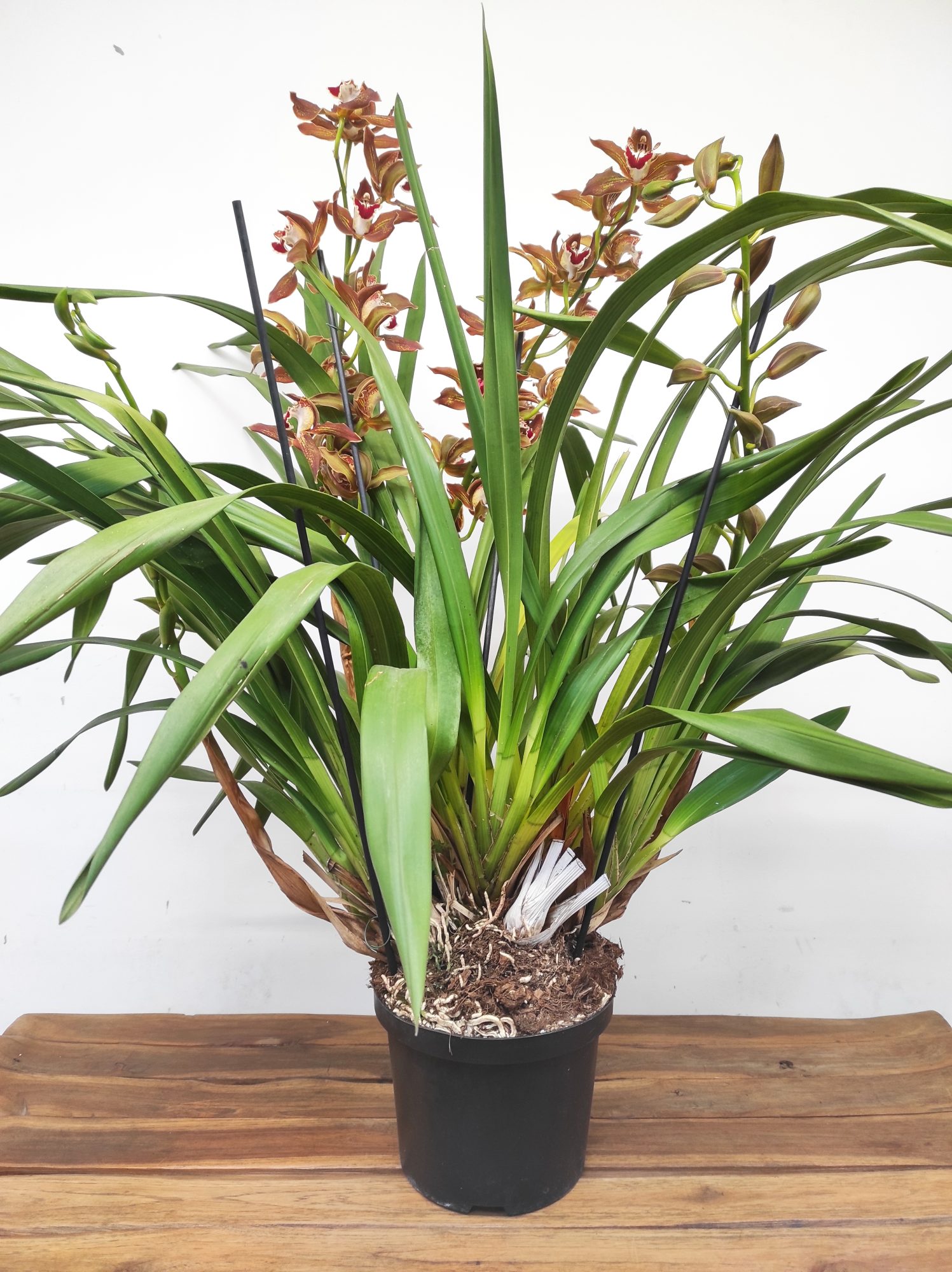 Cymbidium Especial - Image 2