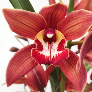 Cymbidium Especial