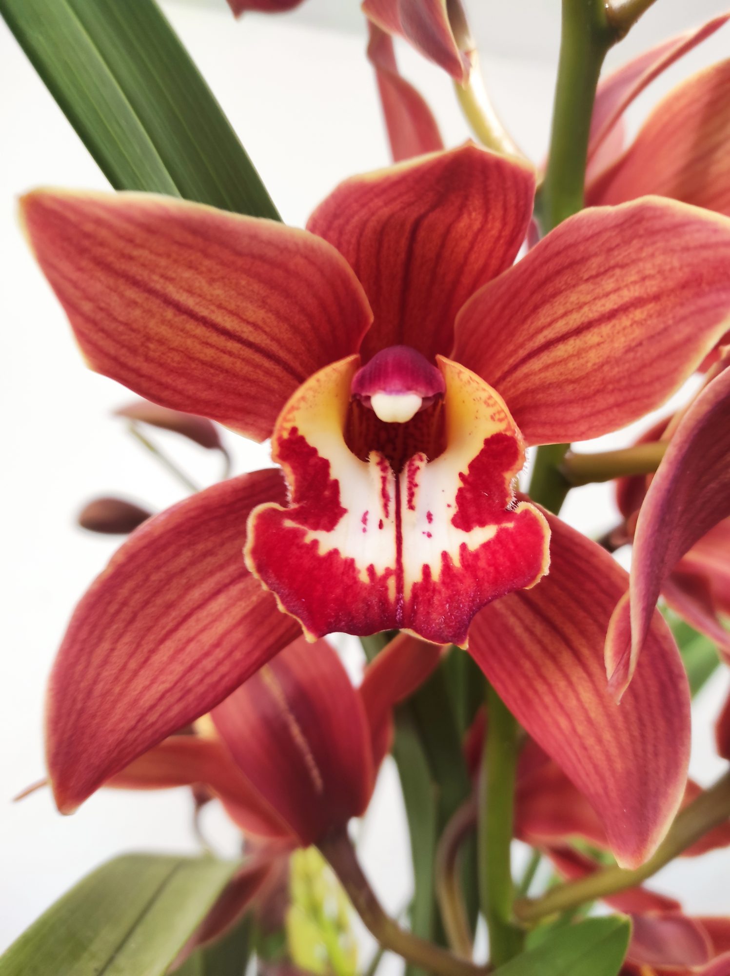 Cymbidium Especial