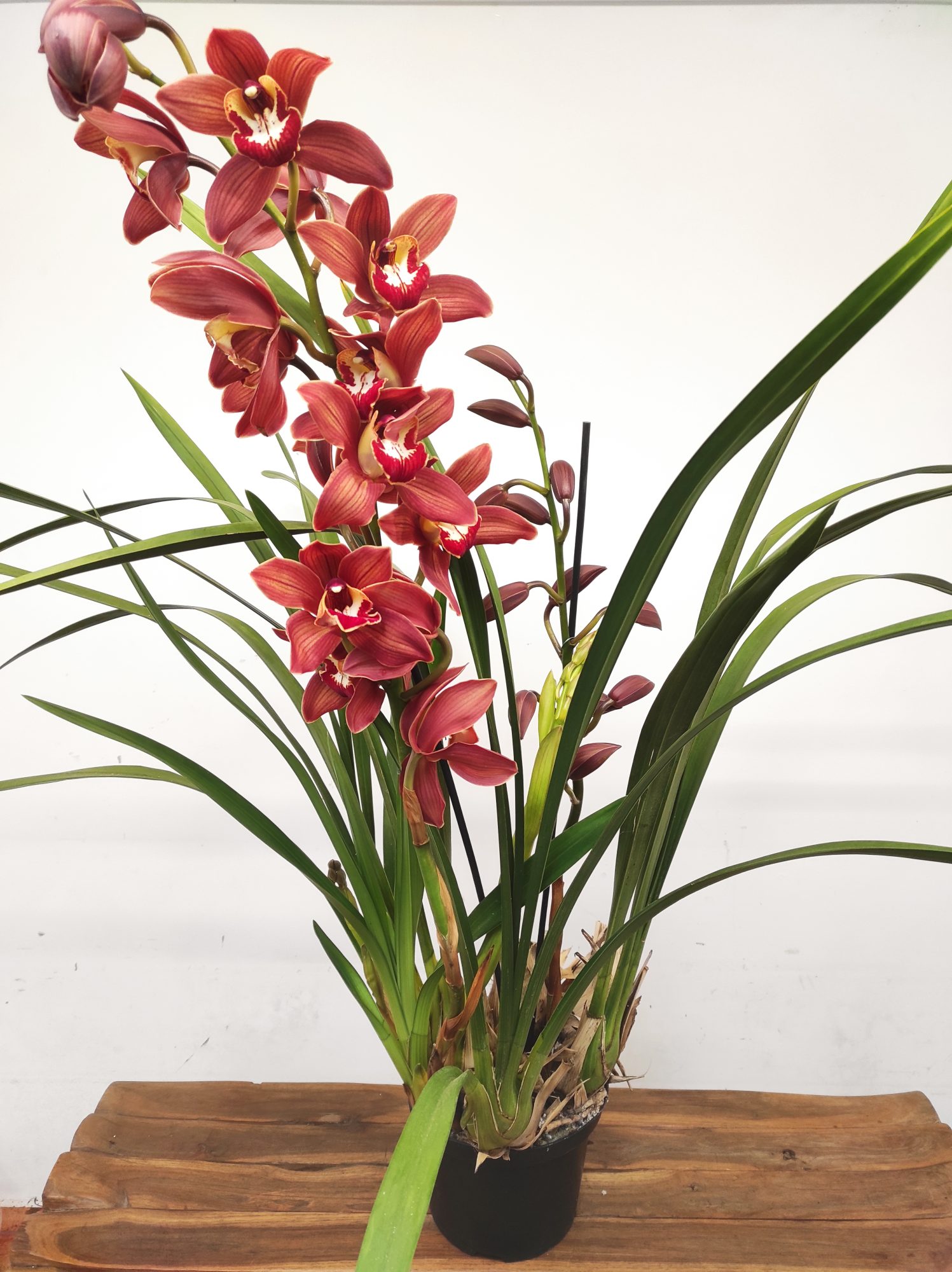 Cymbidium Especial - Image 2