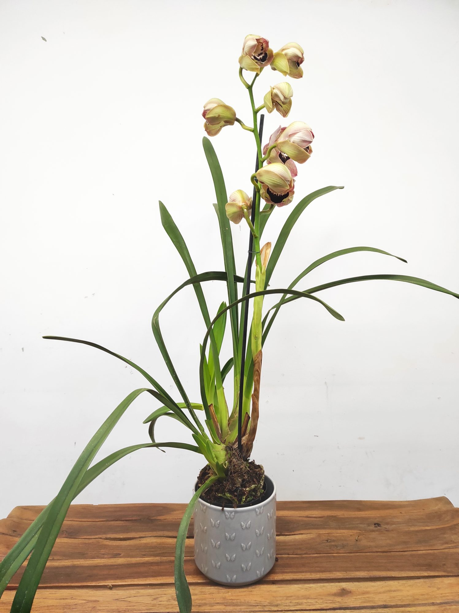 Cymbidium King Lear - 1 Haste - Image 2