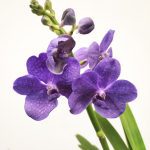 Vanda