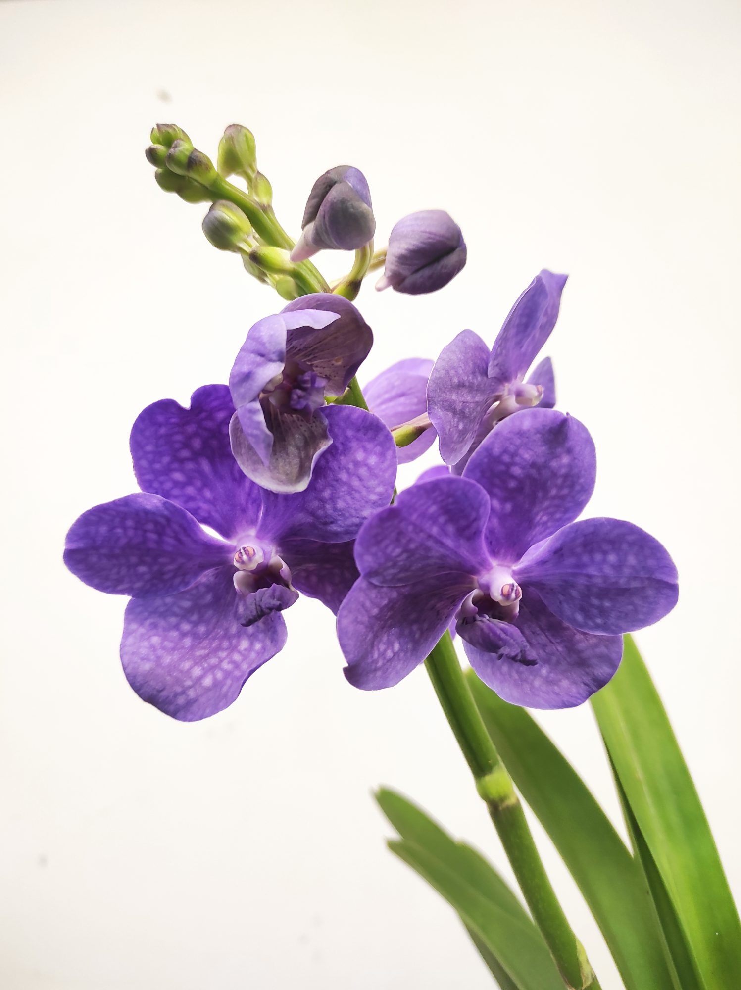 Vanda
