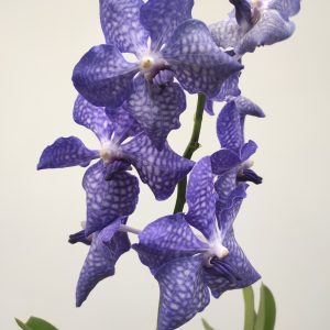 Vanda