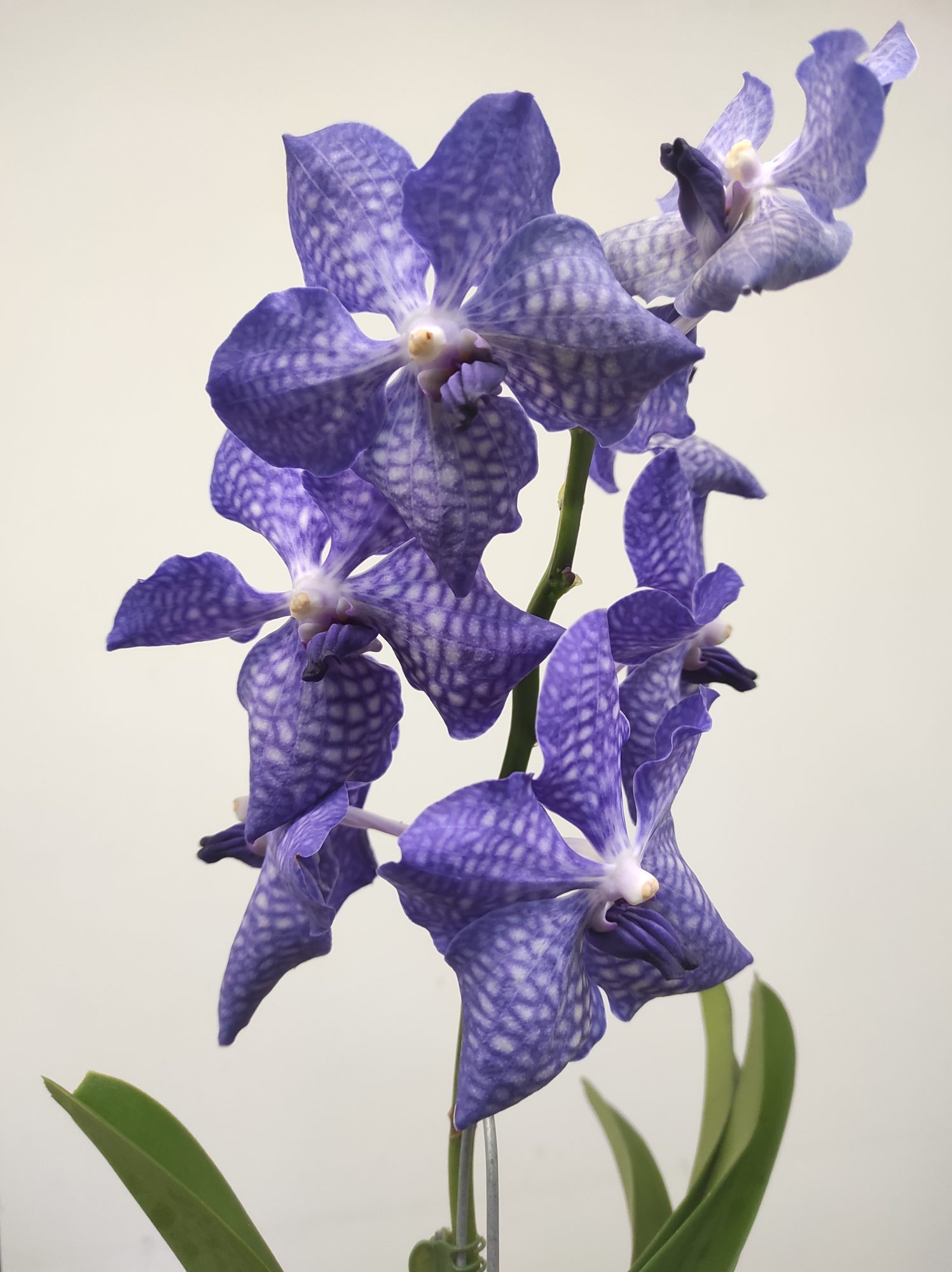 Vanda