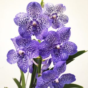 Vanda