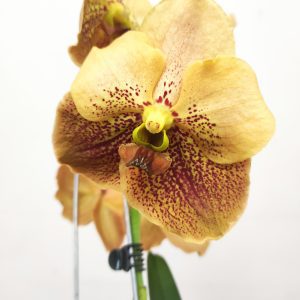 Vanda