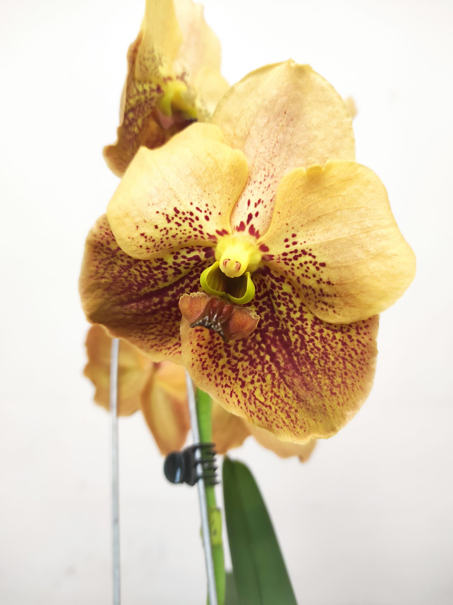 Vanda