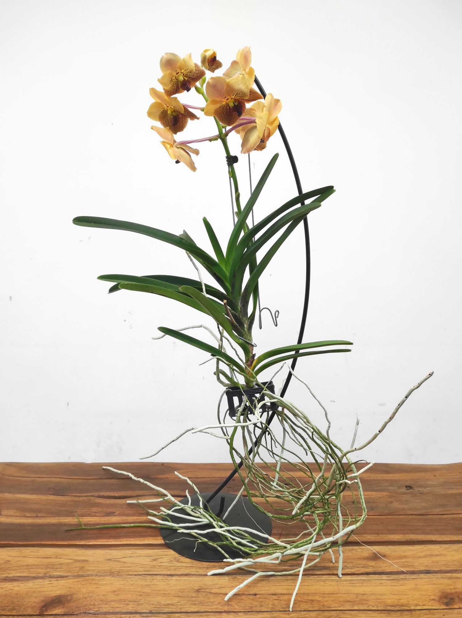 Vanda - Image 3