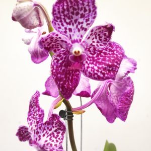 Vanda