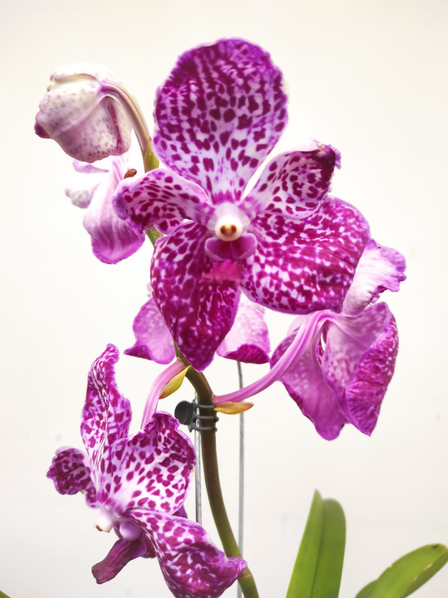 Vanda
