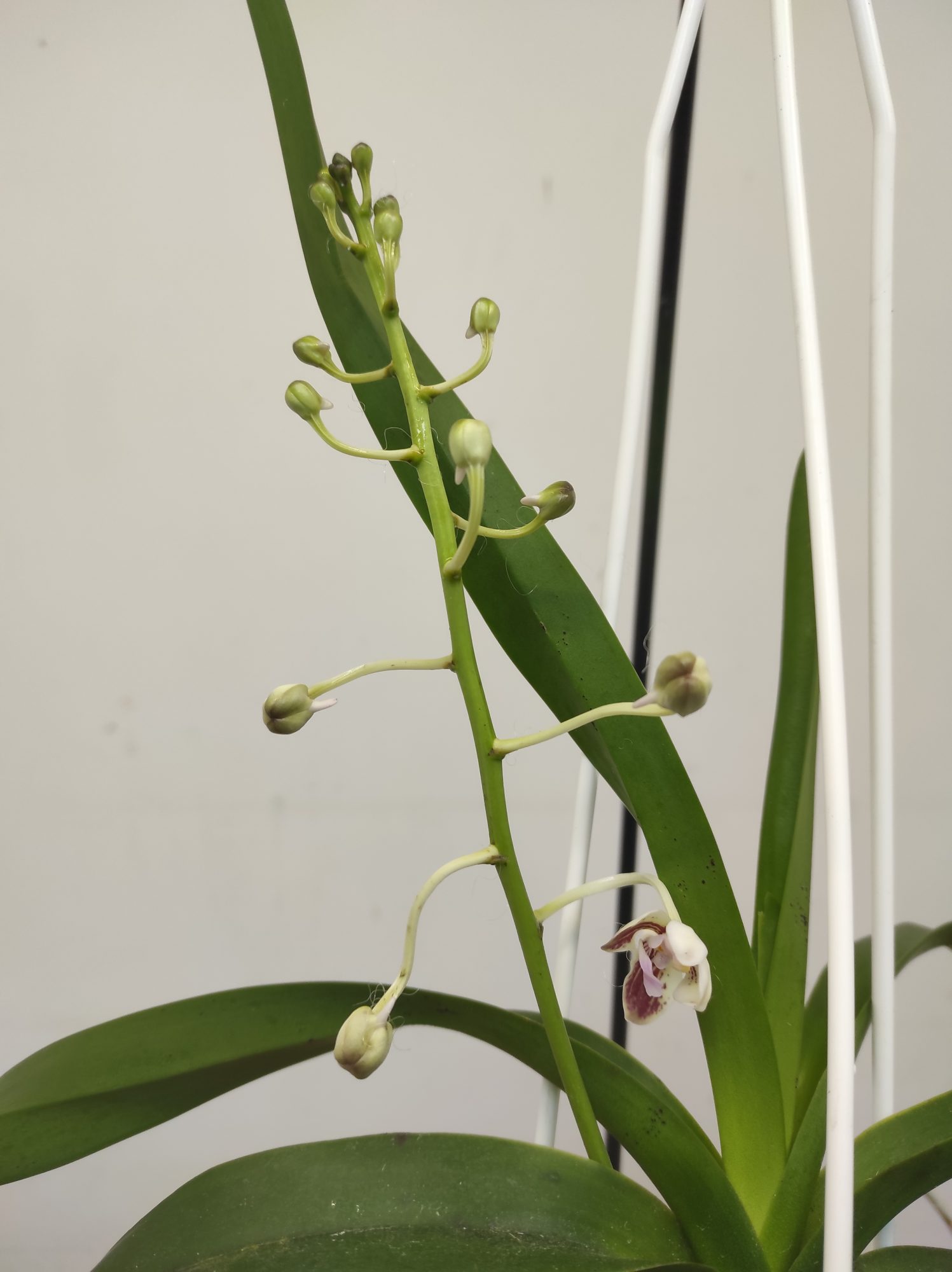 Vanda Lamellata 'Okinawa' x Geraldinoi - Image 2