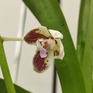 Vanda Lamellata 'Okinawa' x Geraldinoi