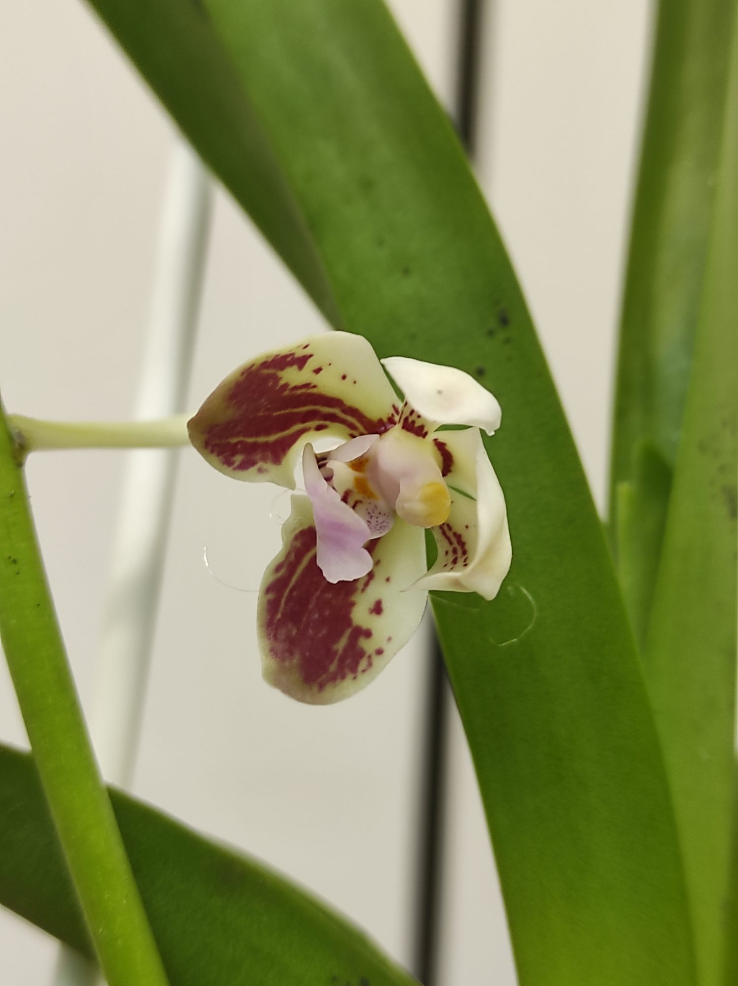 Vanda Lamellata 'Okinawa' x Geraldinoi