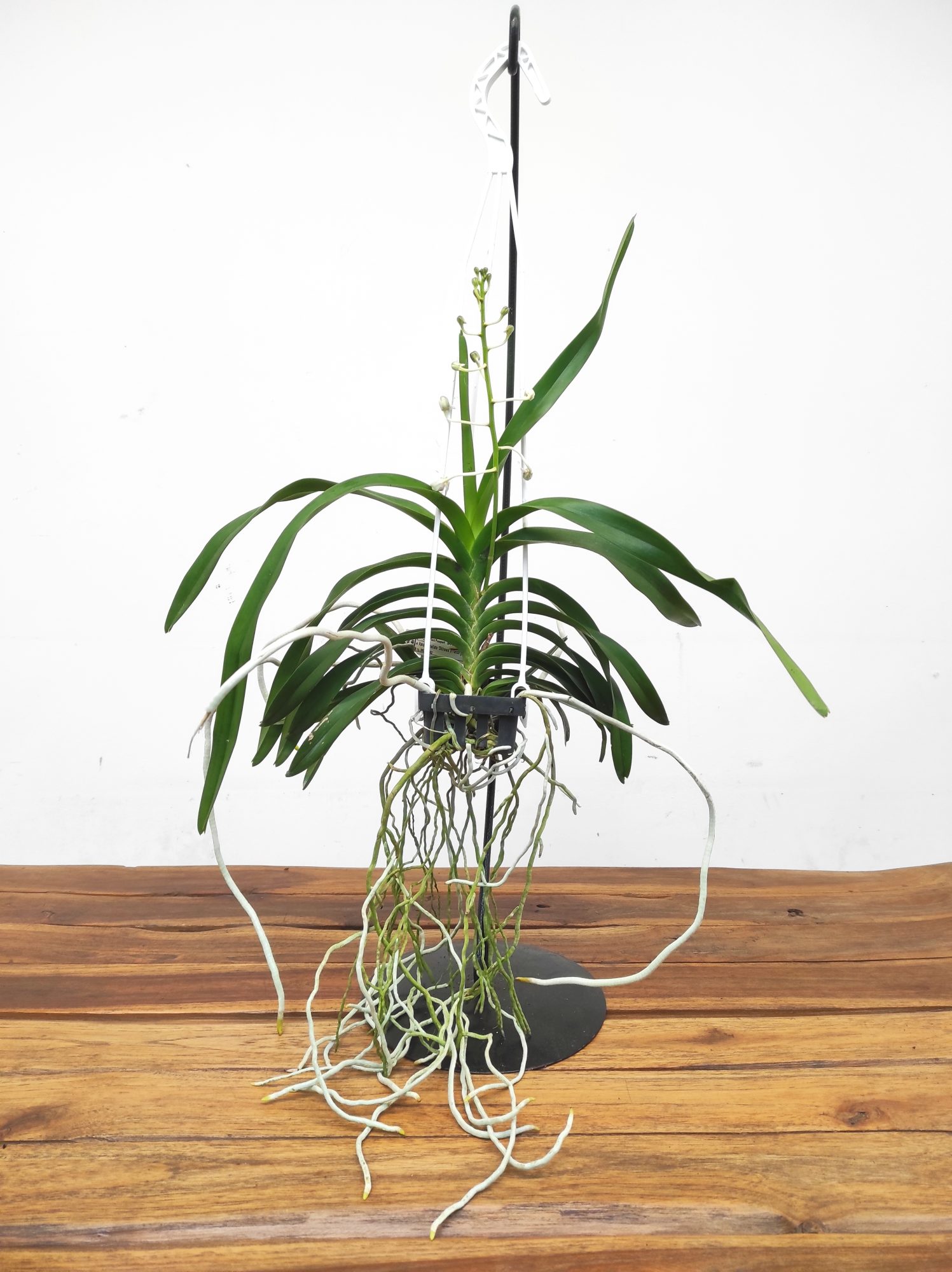 Vanda Lamellata 'Okinawa' x Geraldinoi - Image 3