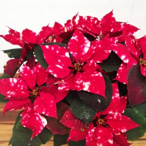 Euphorbia pulc. 'Fantasy Star' - V.17