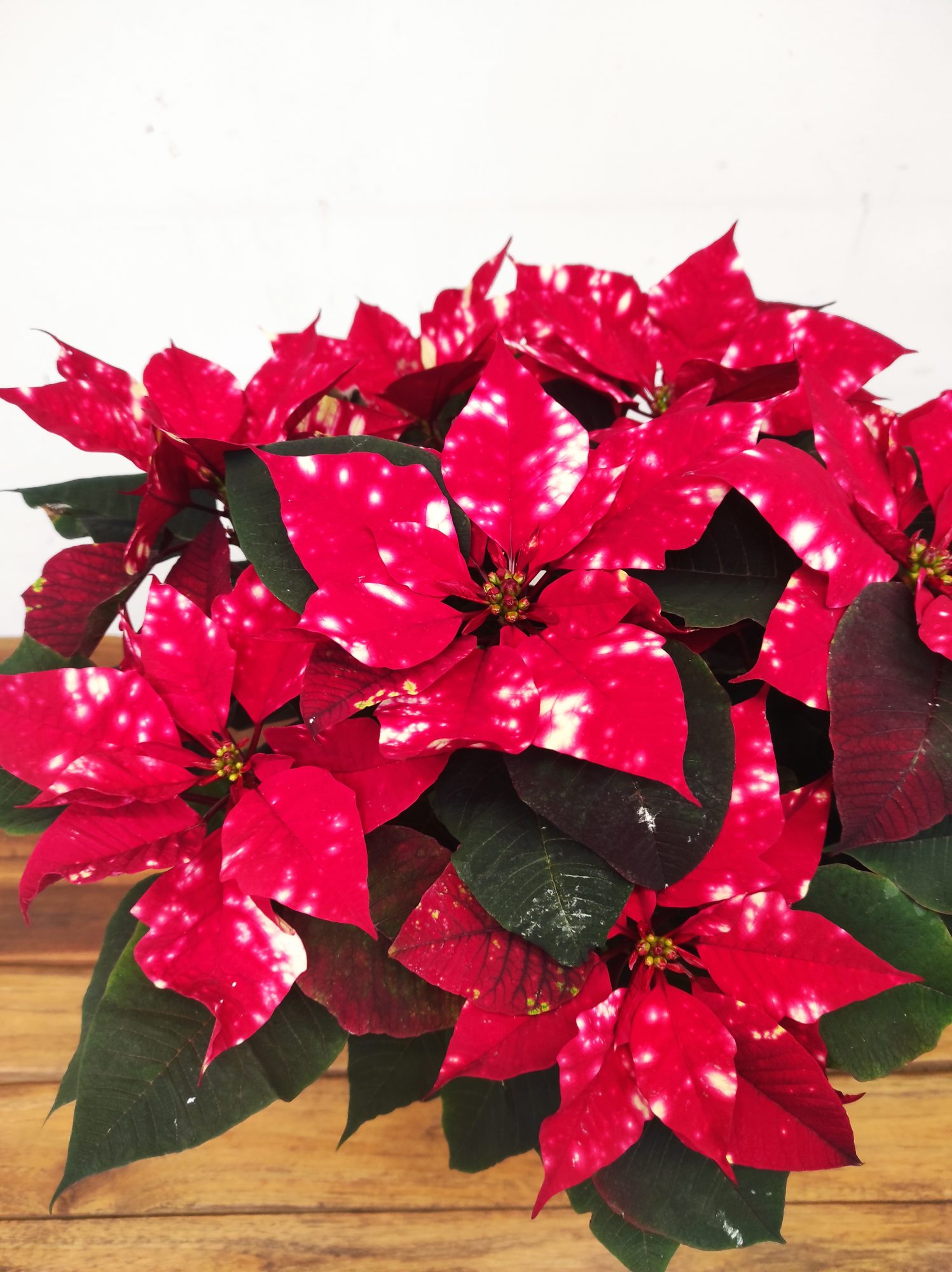 Euphorbia pulc. 'Fantasy Star' - V.17