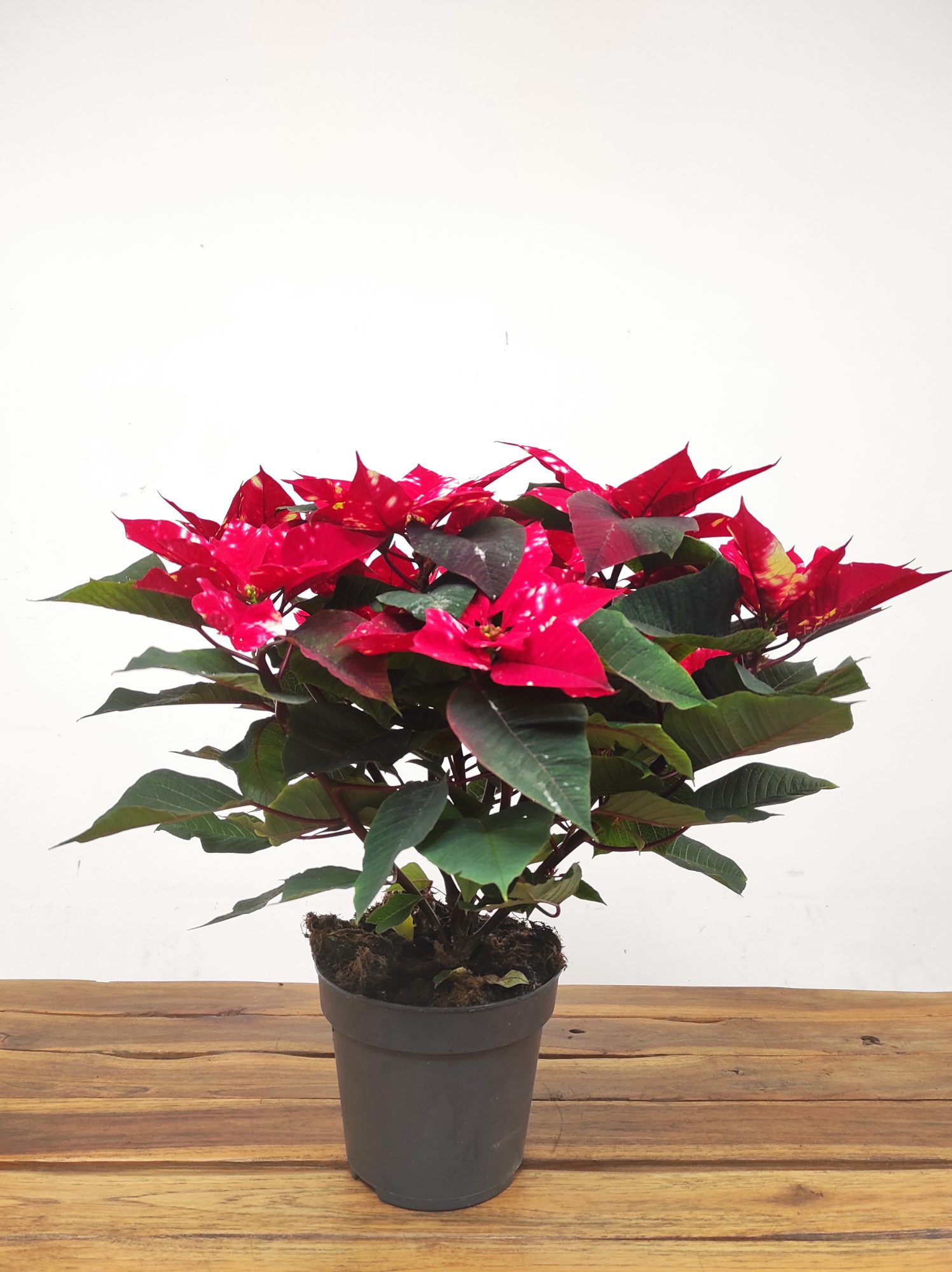 Euphorbia pulc. 'Fantasy Star' - V.17 - Image 2