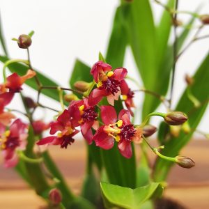 Oncidium Twinkle - Vermelho