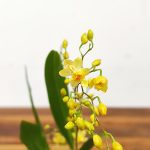 Oncidium Twinkle - Amarelo