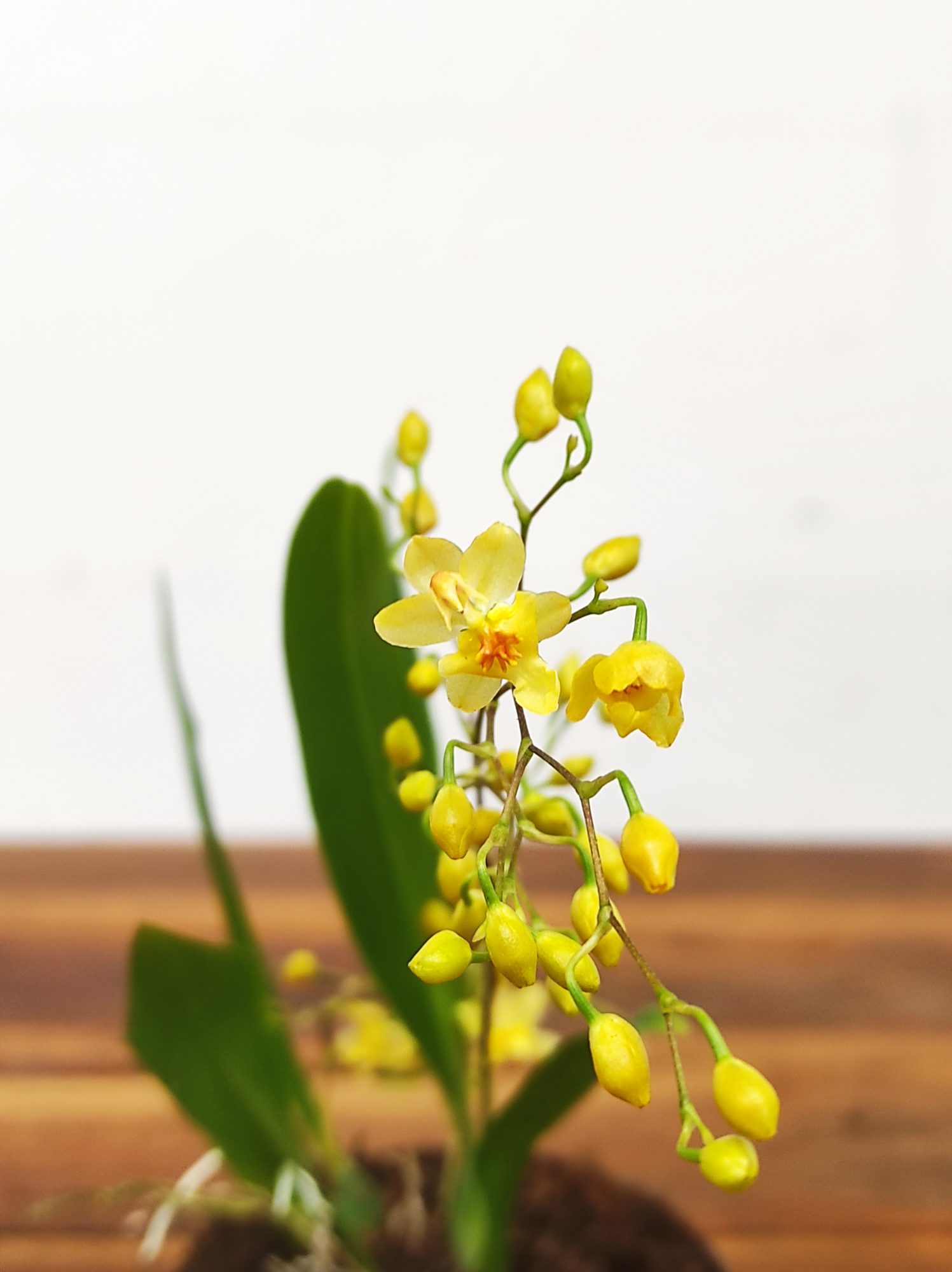 Oncidium Twinkle - Amarelo
