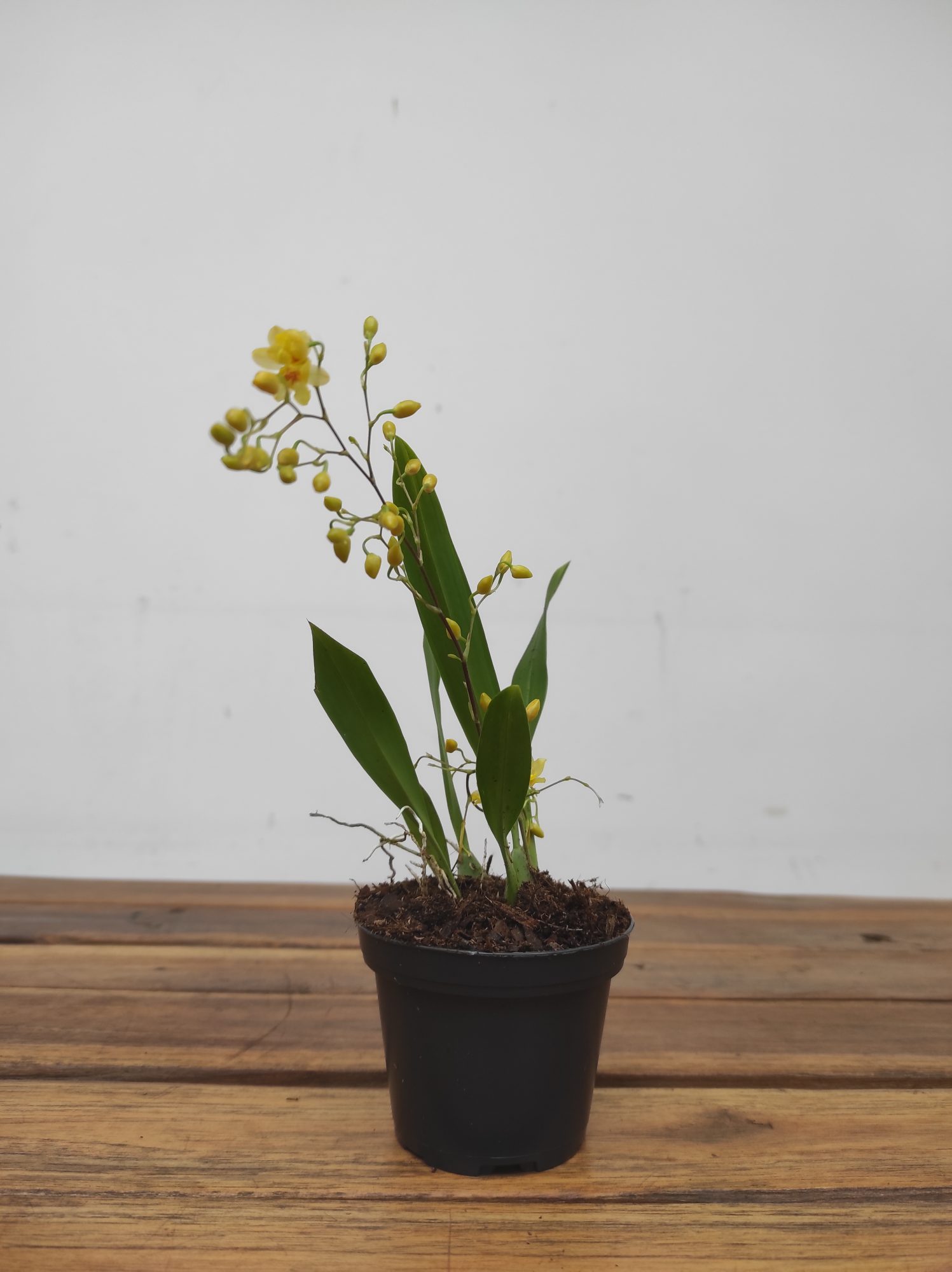 Oncidium Twinkle - Amarelo - Image 2