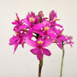 Epidendrum Rosa