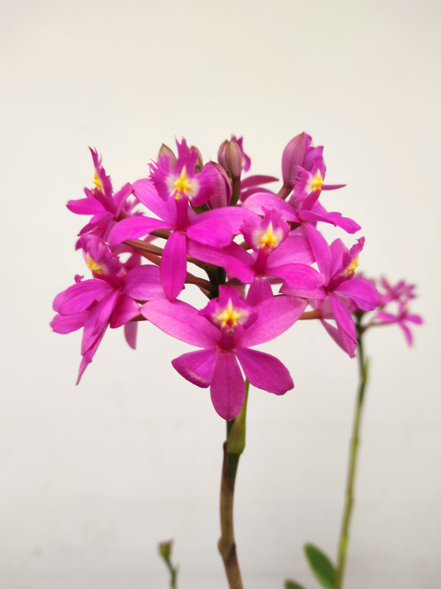 Epidendrum Rosa