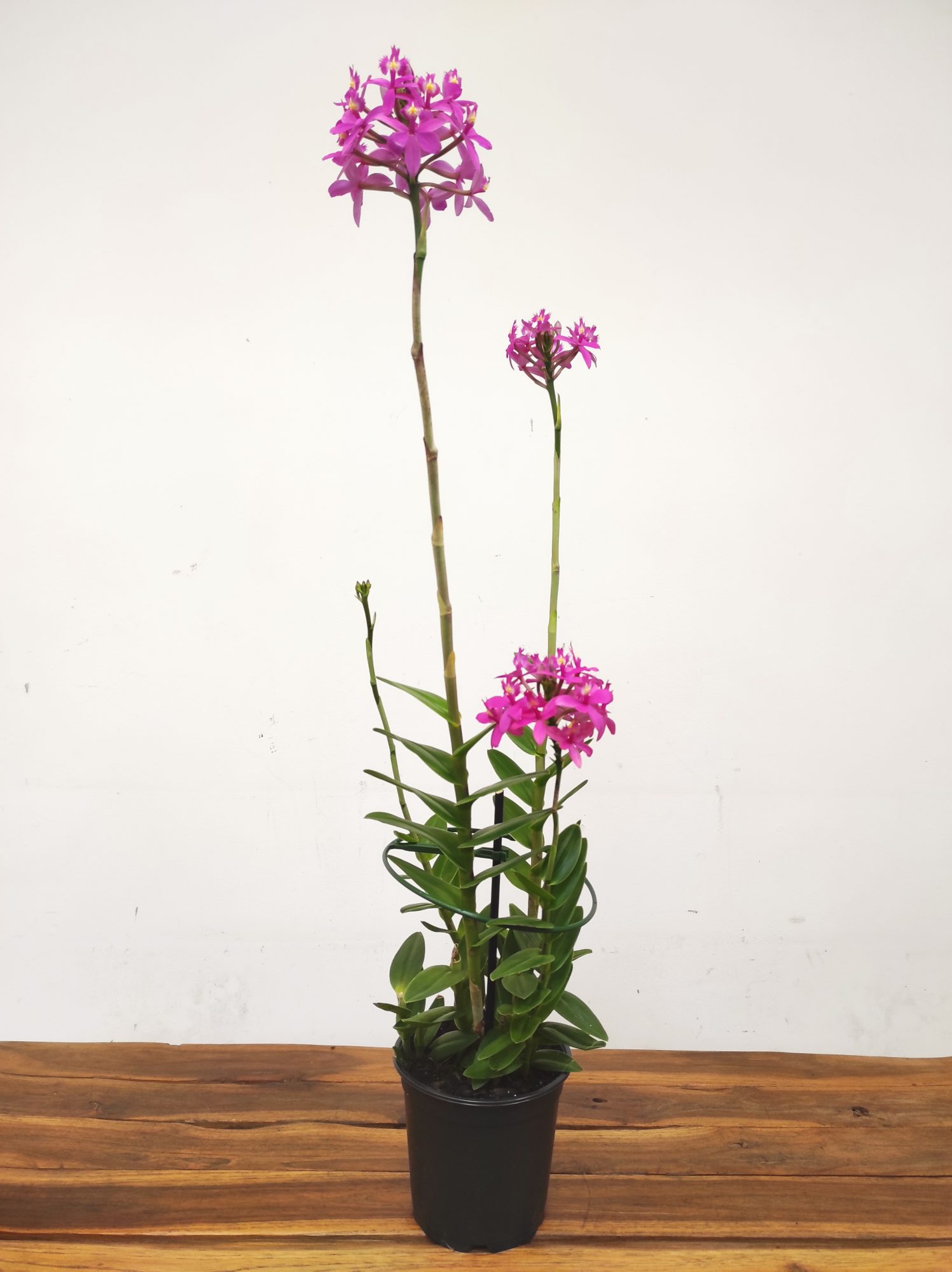Epidendrum Rosa - Image 2