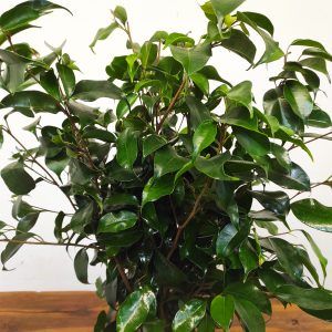 Ficus Benja. 'Danielle'