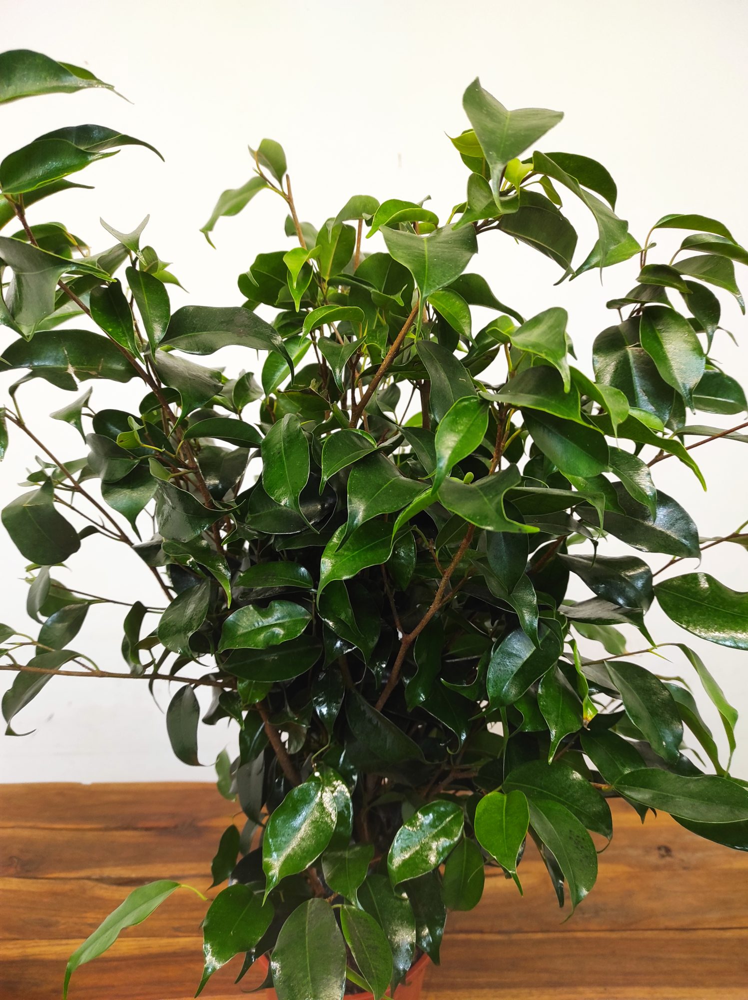 Ficus Benja. 'Danielle'