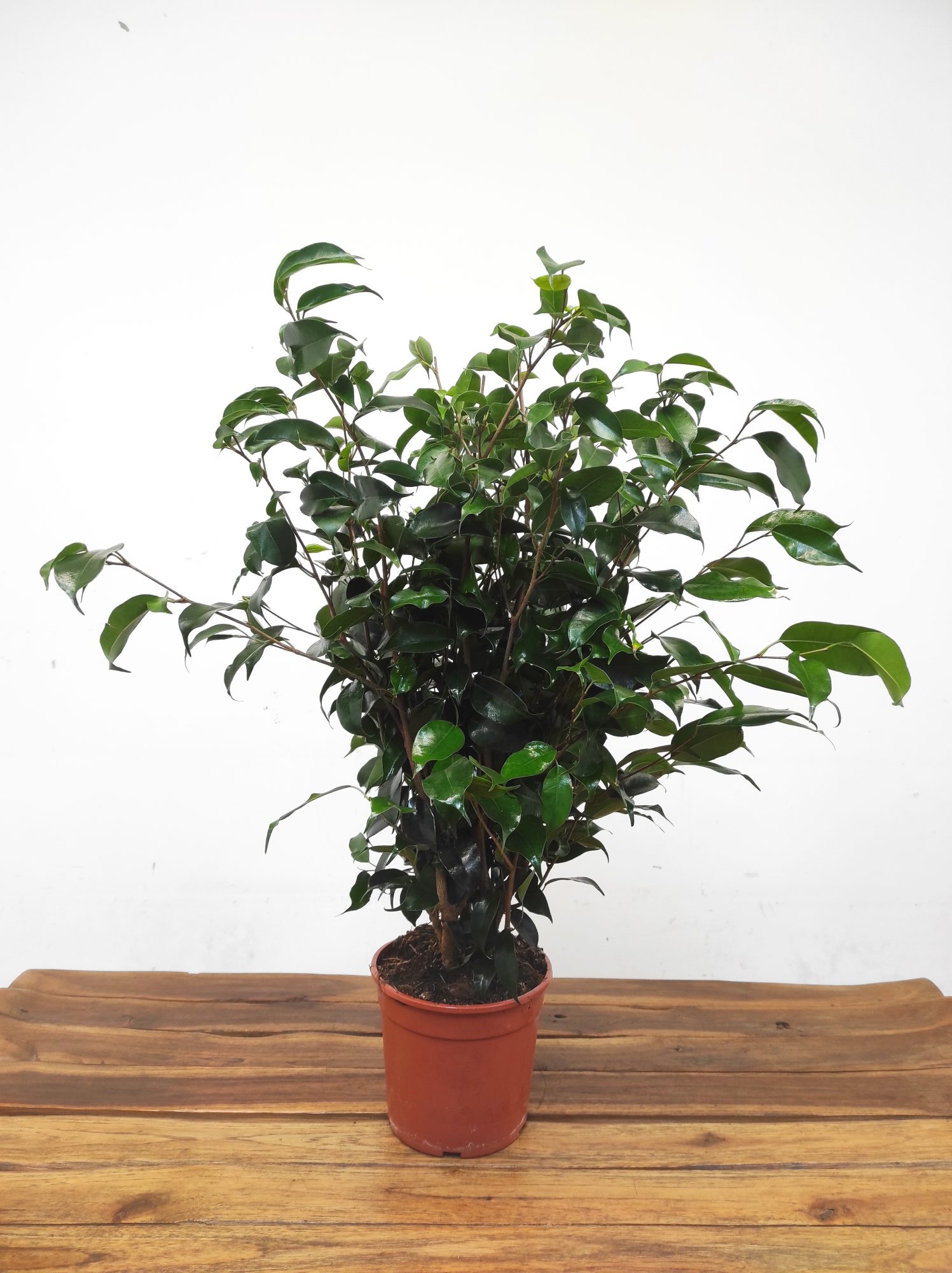 Ficus Benja. 'Danielle' - Image 2