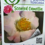 Camelia Perfumada - Cinnamon Scentsation